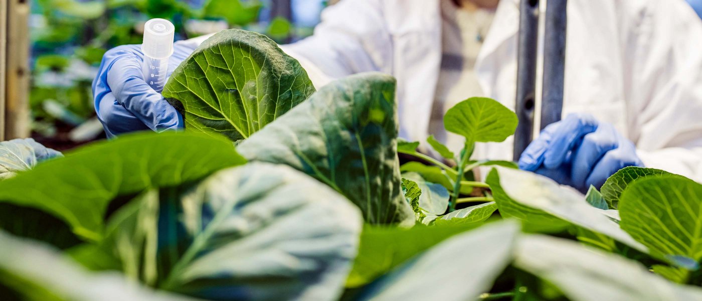 Green plants in a laboratory