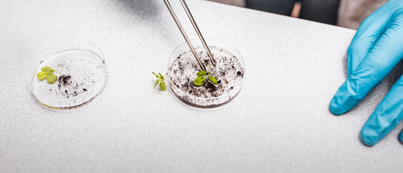 Two plastic holders with green plants