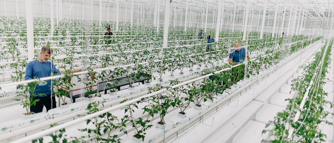 People working a greenhouse