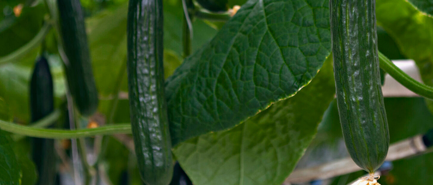 Cucumbers on its plant. Photo credit: Saveggy