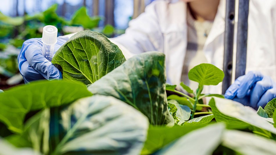 Green plants in a laboratory