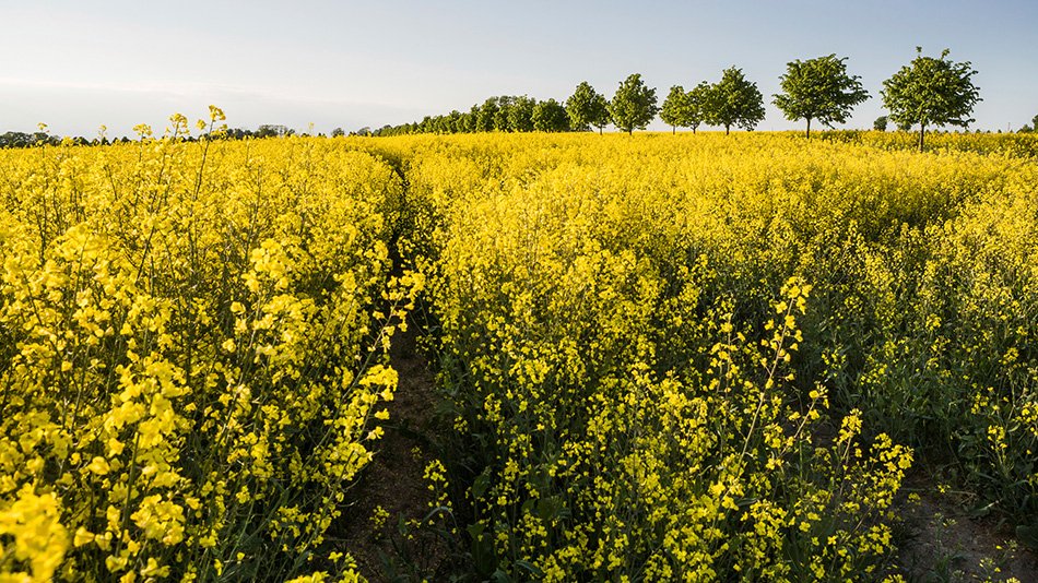 Canola fields in Skåne