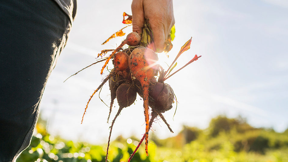 Man holding bunch of beets