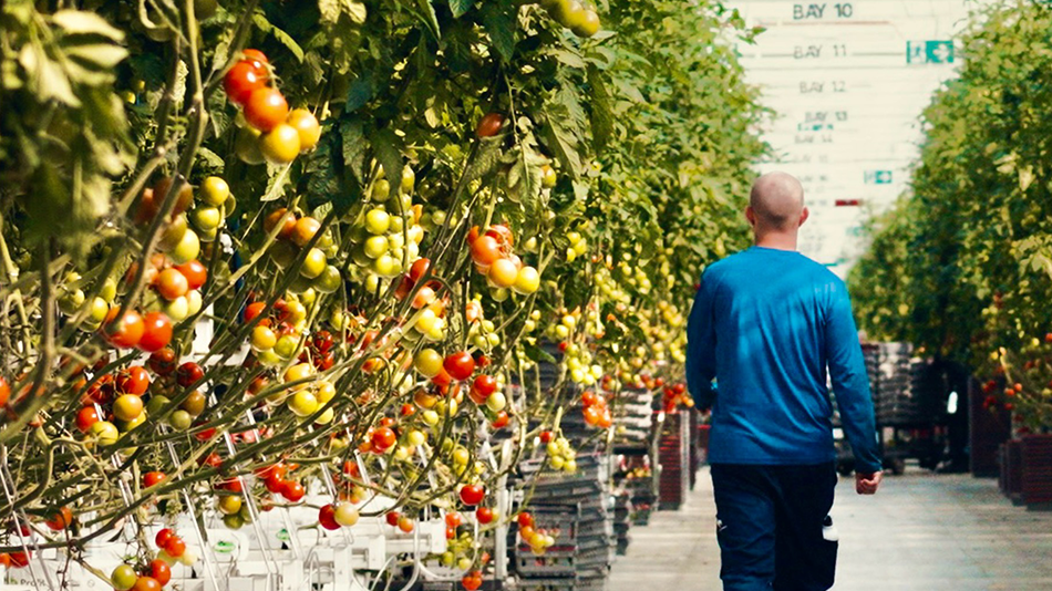 Tomatoes in a greenhouse