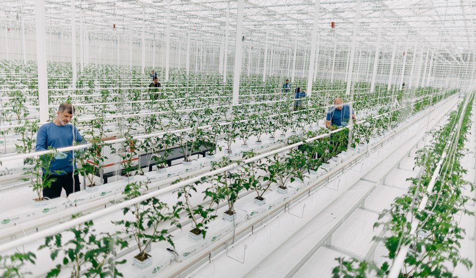 People working a greenhouse
