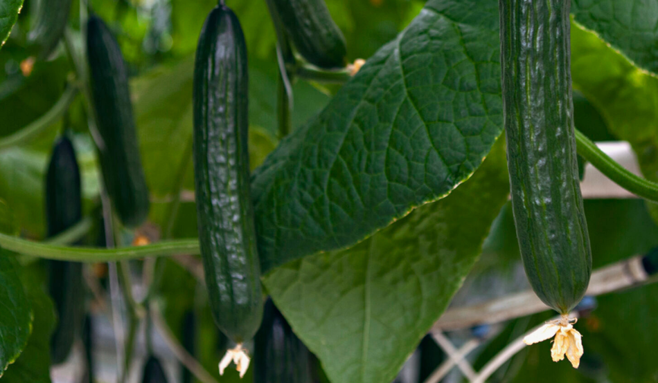 Cucumbers on its plant. Photo credit: Saveggy